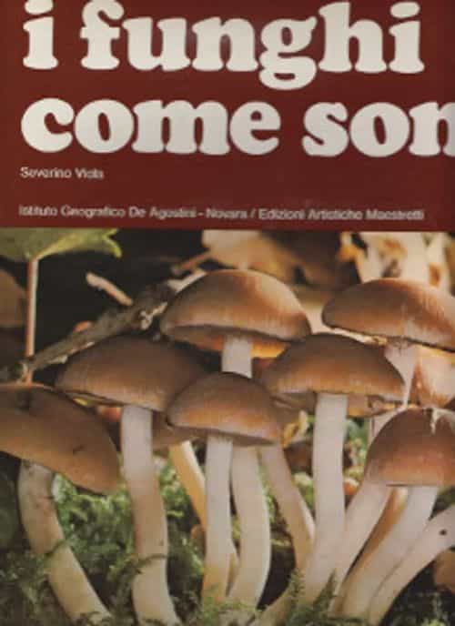 i funghi come sono