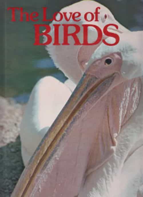 The Love of birds